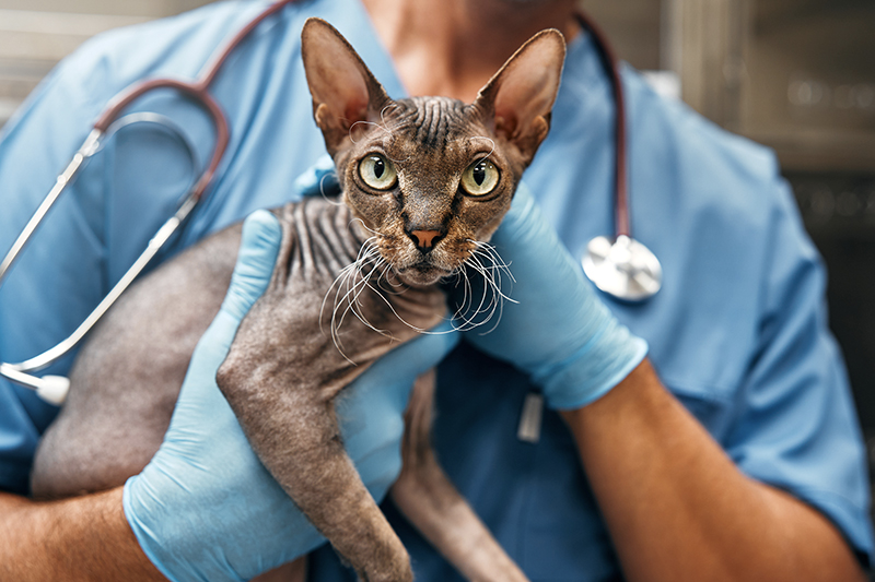 Trouvez un vétérinaire spécialiste pour votre animal de compagnie